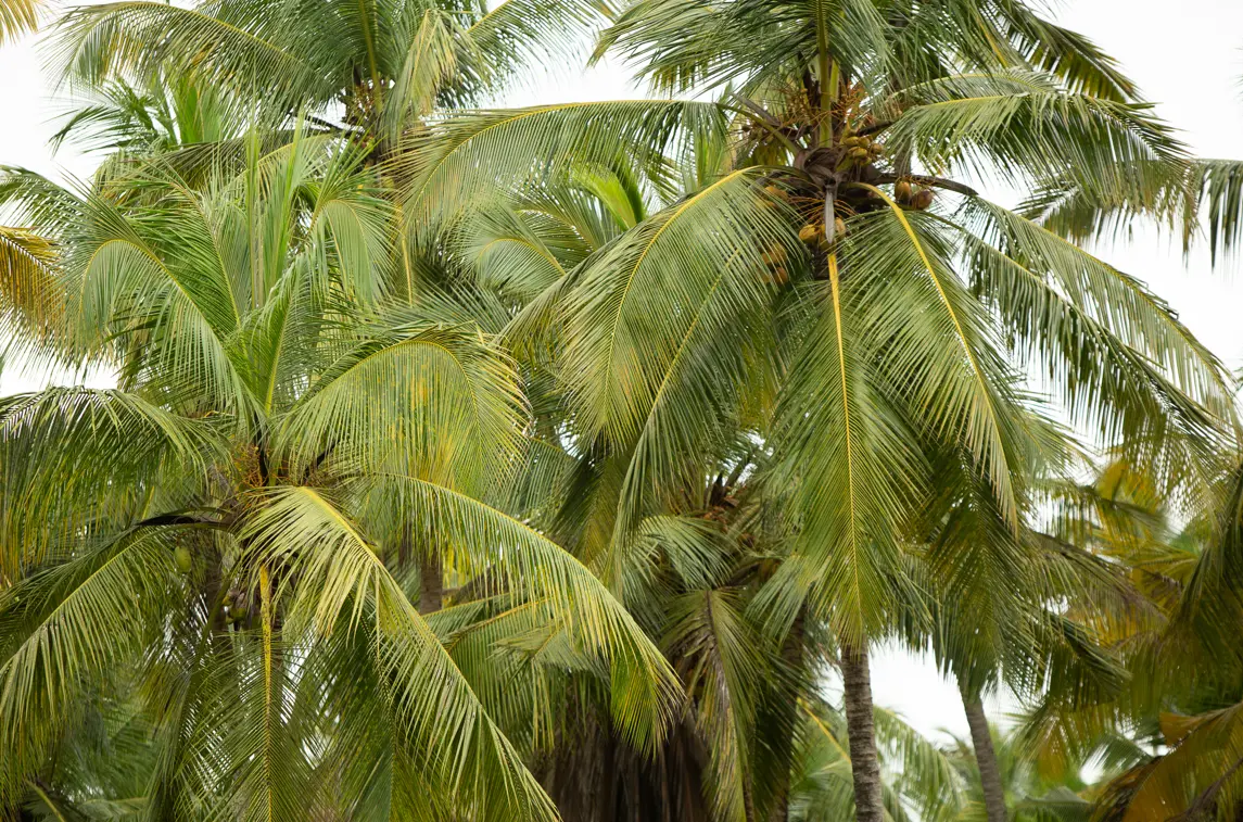 coconut-origin