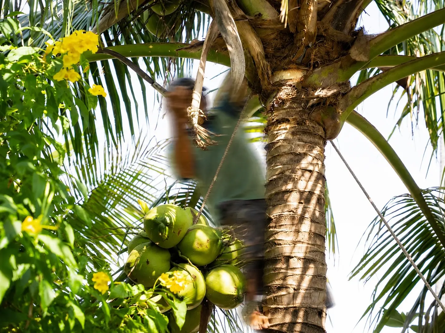 coconut-origin
