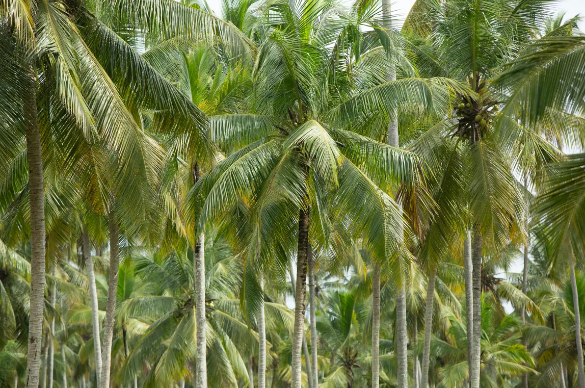 sourcing-conventional